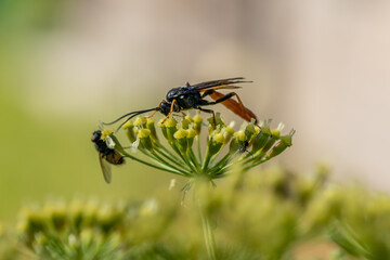 Close up of a parasite wasp on a flower in sunlight