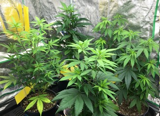 Cannabis plants in early vegetation 