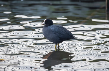 A Coot, Fulica, standing in a loch