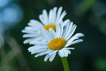 Close up of two fresh marguerite flowers with soft background