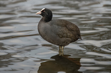 A Coot, Fulica, swimming on a loch