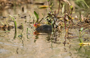 A Coot, juvenile, swimming on a loch