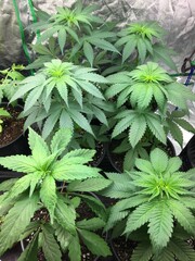 Six cannabis seedlings 