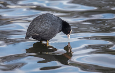 A Coot, Fulica, standing in a loch, looking at its reflection