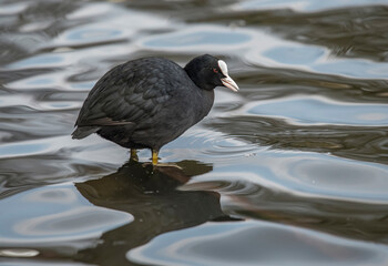 A Coot, Fulica, swimming on a loch