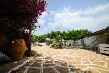 Beautiful courtyard of an olive farm.