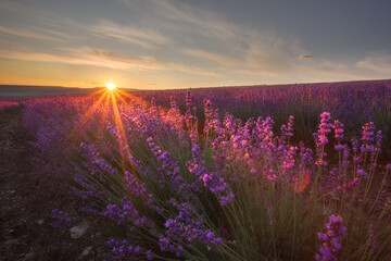 Stunning sunrise in a field of lavender. Very beautiful landscape. A blooming field of lavender.