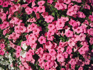 Pink petunias grow tightly against each other. Natural background, top view.