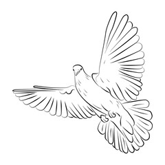 Drawn white flying dove on a white background. Coloring Pages.
