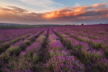 Naklejka na ściany i meble Stunning sunset in a field of lavender. Very beautiful evening landscape. A blooming field of lavender.