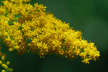 The garden comes to life in spring, fresh yellow and white flowers grow
