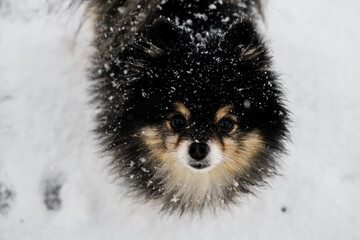 A Pomeranian playing in the snow