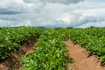 Fototapeta na wymiar Potato field with blooming plants in summer sunlight