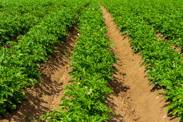 Fototapeta na wymiar Rows of potato plants growing in a sunny field in Sweden