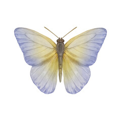Fototapeta na wymiar watercolor butterfly single. Butterfly isolated on white background. Delicate butterfly painted in watercolor.