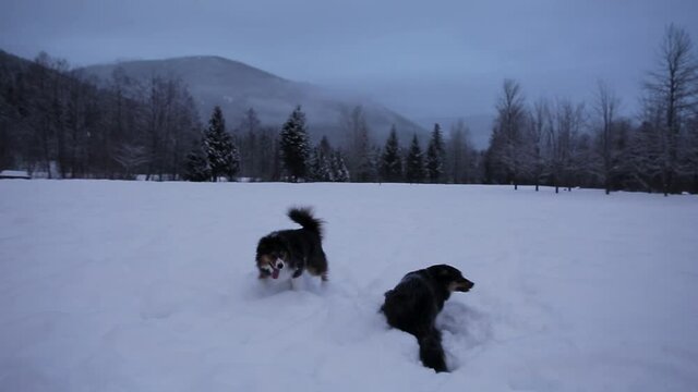 Two aussie shepards playing and frolicking in the snow. HD 24FPS.