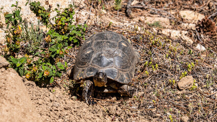 Tartaruga in un bosco selvaggio della sardegna