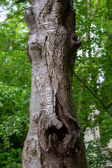 Obraz premium a tree that looks like a face in the forest