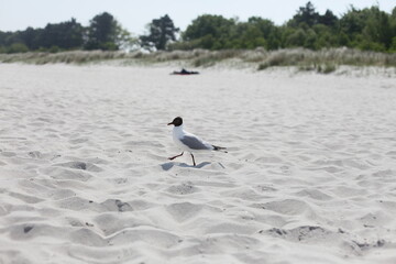 Möwe Zingst Ostsee