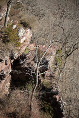 tree in the forest