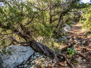 albero di ginepro in ogliastra, sardegna