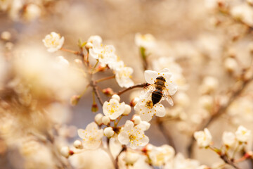 A bee sits on the flower of a flowering tree. Close up