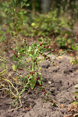 Mary multifoliate, Zhminda, strawberry spinach (Chenopodium capitatum)