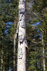 Fototapeta premium Alte und schadhafte Bäume im Hotzenwald