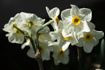 Naklejka na ściany i meble Narcissus multiflorous (Tazetta) - spring white flowers, dark background. Blooming unusual daffodils