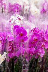 Fototapeta na wymiar Beautiful flowers of the phalaenopsis orchid in a transparent package, many bouquets of purple and white. Sale of phalaenopsis orchids in the store. A gift for March 8, Valentine's Day.