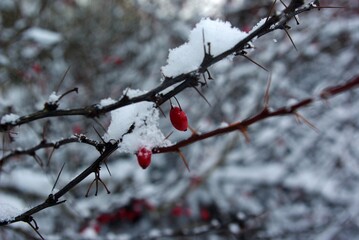 red berries in snow