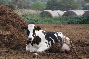 Vaca echada en un corral mirando a la cámara