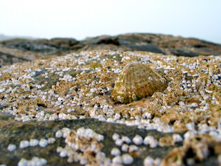 Shells of marine life  (molluscs) attached firmly to a tidal rock, selective view.