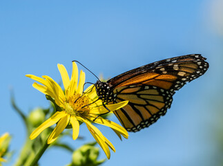 Monarch Butterfly on Yellow Flower Against Blue Sky Background