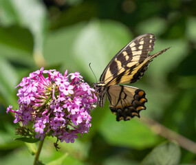 Eastern Tiger Swallowtail Butterfly on Purple Flower
