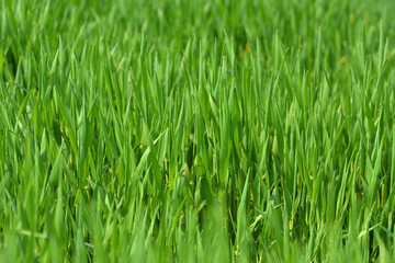 Fototapeta na wymiar Closeup of fresh grass