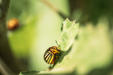 Colorado Striped Beetle - Leptinotarsa Decemlineata. This Beetle Is A Serious Pest Of Potatoes