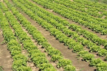 Fototapeta na wymiar Field with lettuce in rows