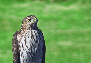 Wildlife closeup side view of a hawk perched on a fence. Brown and white feathers, yellow eyes and beak.  Green grass in background.