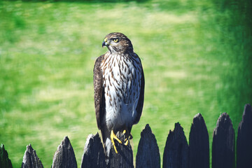 Portrait of a hawk perched on a wooden fence. Head is turned to the side Brown and white feathers with yellow eyes, beak, and claws. Green grass in background.