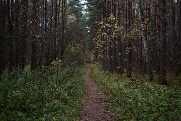 path in the woods