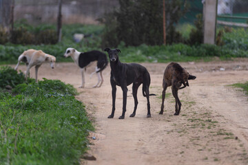 Perro negro de carreras galgo acompañado por tres más mirando a cámara desconfiado.