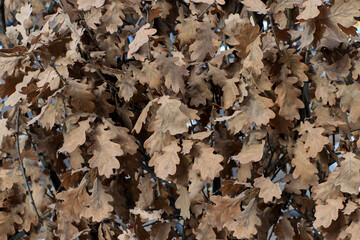 Dry oak leaves for background