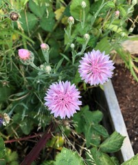 Fototapeta premium Little Pink Flowers
