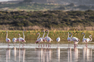Pink Flamingo on a pond in an early winter morning, HaBonim Beach, Israel. 