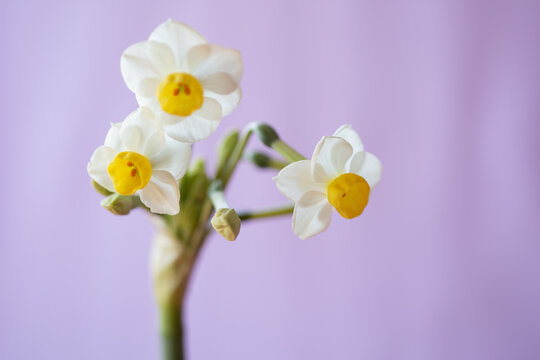daffodil flowers on lavender background 9