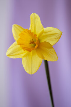 daffodil flower on lavender background 7