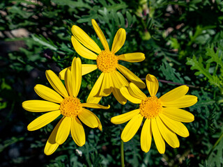 yellow daisy