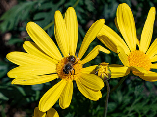 bee on yellow flower