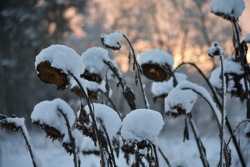 Winter in the garden, dried sunflower heads covered with snow, sunrise on background. 